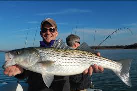 striper