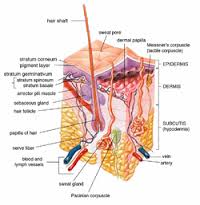 subcutaneous