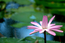 sutile