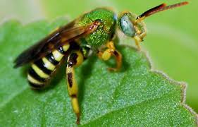 sweat-bee