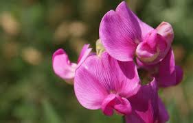 sweet-pea