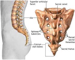 tail-bone