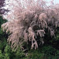 tamarisk