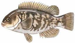 tautog