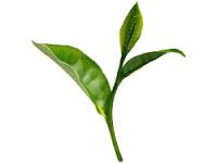tea-leaf
