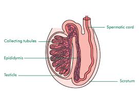 testicle