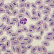 thrombocyte
