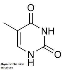 thymine