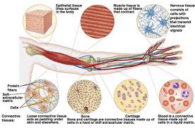 tissue-type