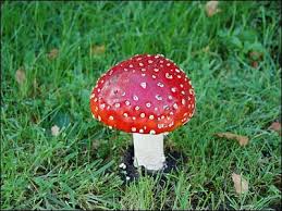 toadstool