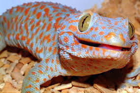 tokay