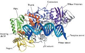 transcriptase