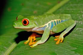tree-frog