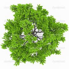 tree-top