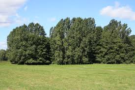 tress