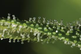 trichome
