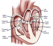 tricuspid