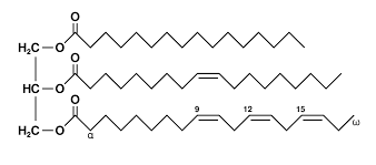 triglyceride