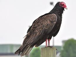 turkey-vulture