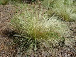 tussock