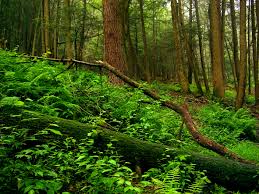understory