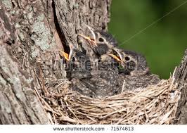 unfledged