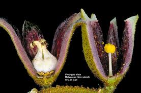 unisexual