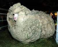 unshorn