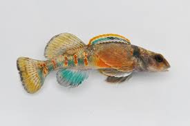 variegate