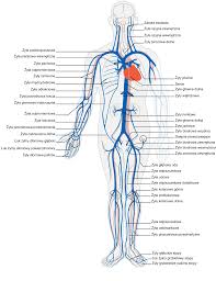 venous
