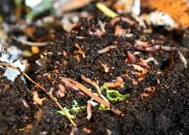 verbiculture