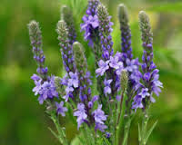 vervain