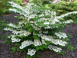 viburnum