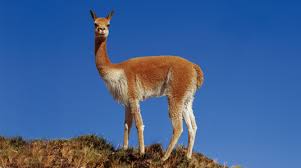 vicuna