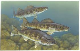 walleye
