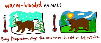 warm-blooded