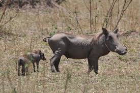 wart-hog