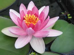 water-lily