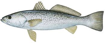 weakfish
