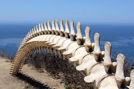 whalebone