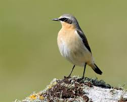 wheatear