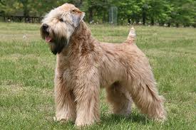 wheaten