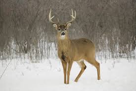 white-tail