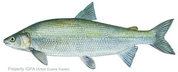 whitefish