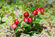 whortleberry