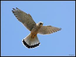 windhover