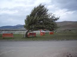 windstorm