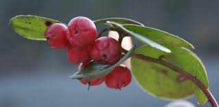 wintergreen