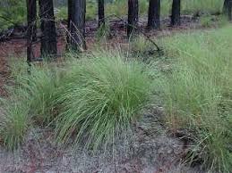 wiregrass