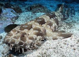 wobbegong